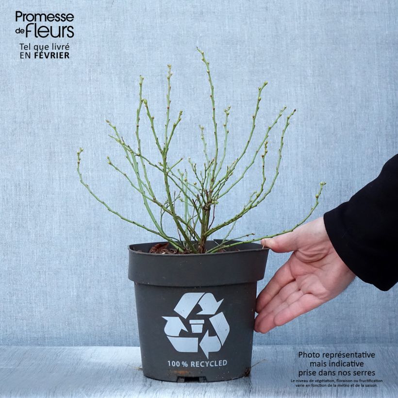 Arándano Blue Roma Maceta 3L/4L, Formación arbustiva Ejemplar entregado en invierno