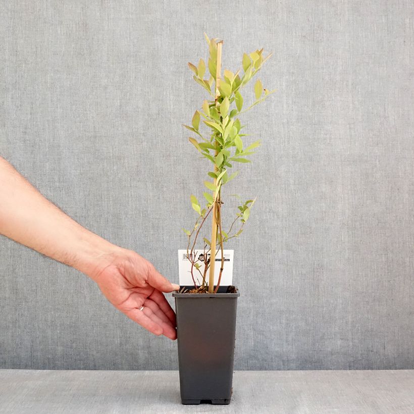 Arándano Blue Roma Maceta 3L/4L, Formación arbustiva Ejemplar entregado en la primavera