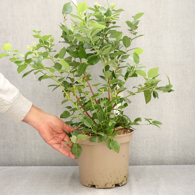 Ejemplar de Vaccinium corymbosum Blue Suede - Arándano Maceta 4L/5L, Formación arbustiva entregado en otoño