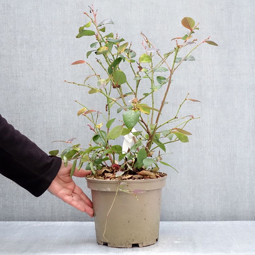 Vaccinium corymbosum Blue Suede - Arándano Maceta 4L/5L, Formación arbustiva Ejemplar entregado en invierno