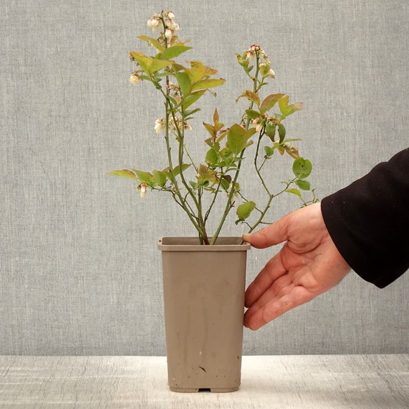 Arándano Blues Brothers Maceta 1,5L/2L Ejemplar entregado en la primavera