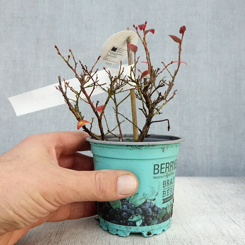 Ejemplar de Arándano enano Brazelberry Berrybux Maceta de 10 cm/11 cm entregado en otoño