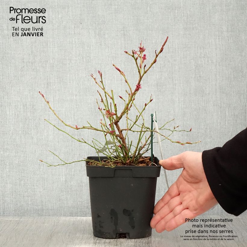 Arándano Cabernet Splash Maceta 2L/3L, Formación arbustiva Ejemplar entregado en invierno