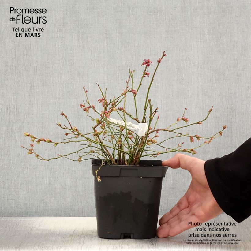 Arándano Cabernet Splash Maceta 2L/3L, Formación arbustiva Ejemplar entregado en la primavera