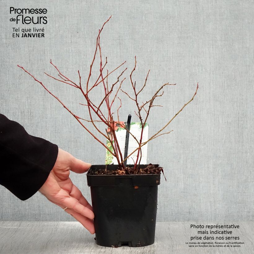 Arándano Chandler Maceta 1,5L/2L, Formación arbustiva Ejemplar entregado en invierno