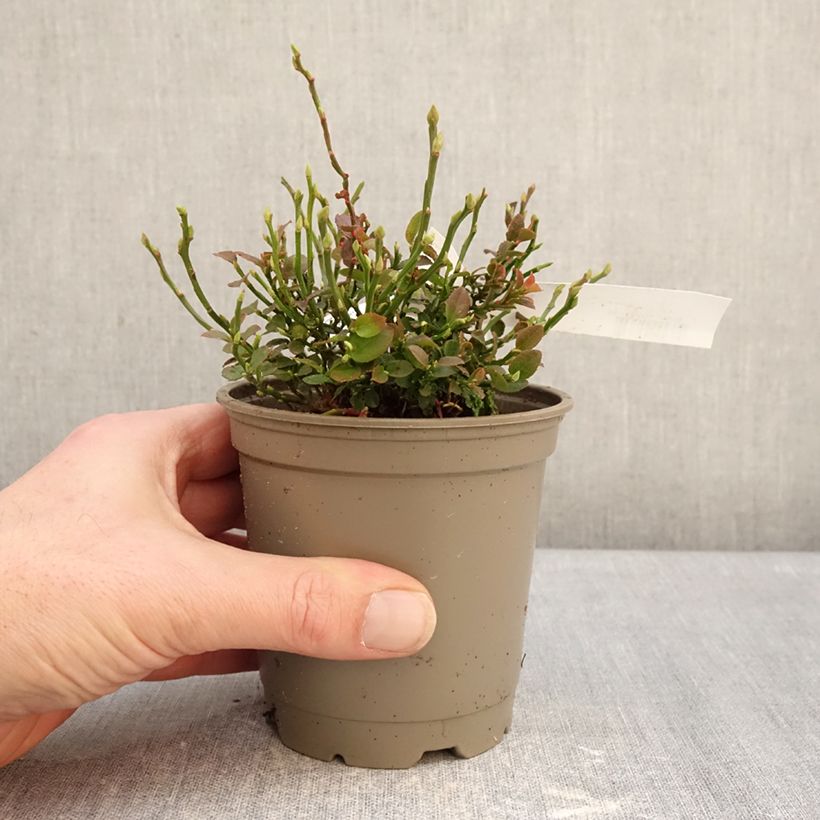 Arándano silvestre - Vaccinium myrtillus Maceta de 12 cm / 13 cm, Formación arbustiva Ejemplar entregado en invierno