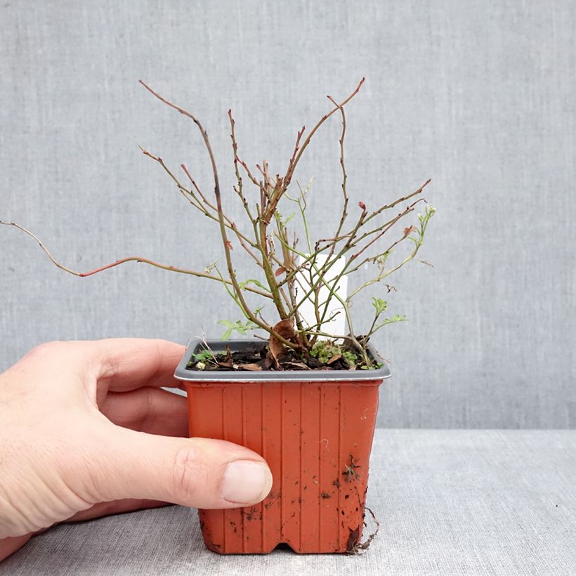 Arándano Elliott Maceta de 8/9 cm, Formación arbustiva Ejemplar entregado en invierno