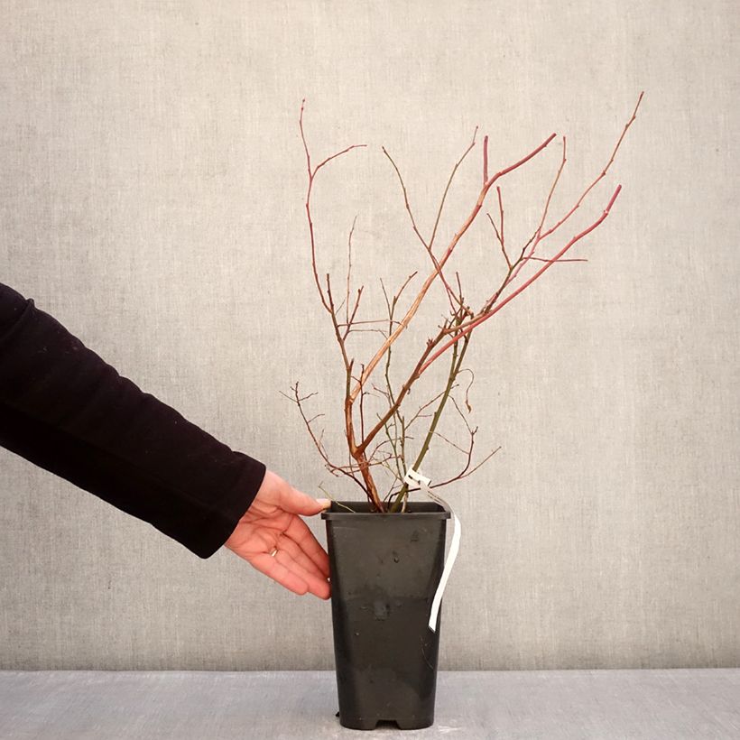 Arándano Elliott Maceta 2L/3L, Formación arbustiva Ejemplar entregado en invierno