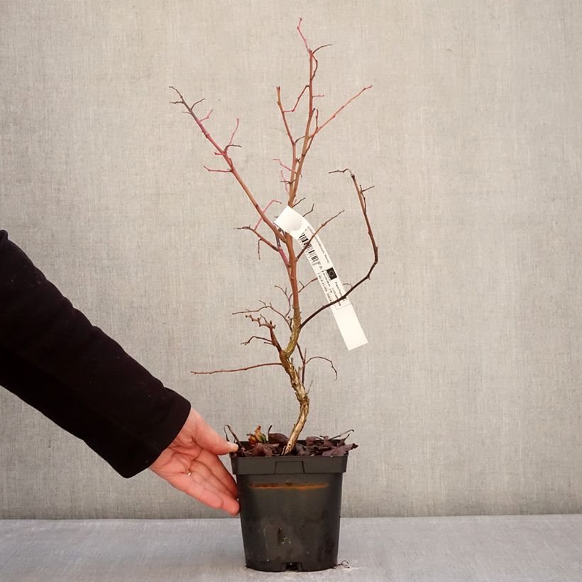 Arándano Hardyblue Maceta 2L/3L, Formación arbustiva Ejemplar entregado en invierno