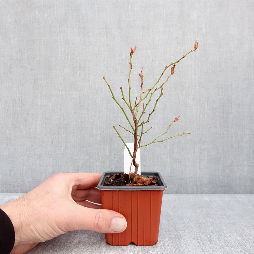 Arándano Flamingo Maceta de 8/9 cm, Formación arbustiva Ejemplar entregado en invierno