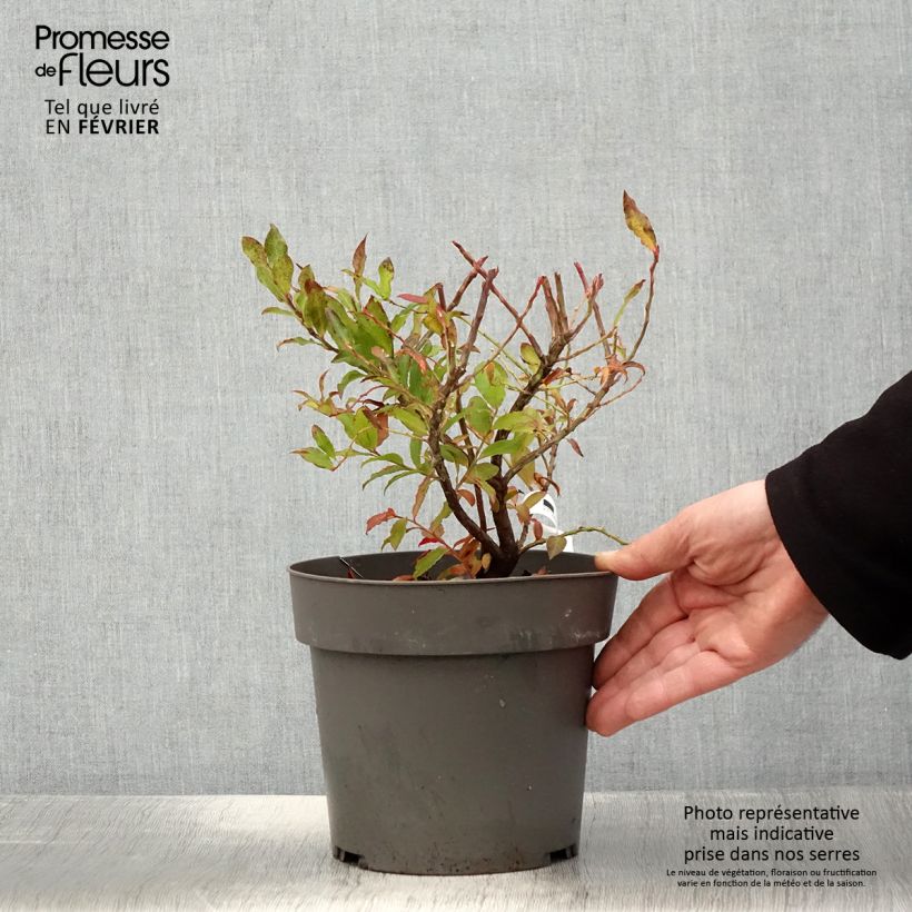 Uva-da-serra Goutte Bleue Maceta 1,5L/2L, Formación arbustiva Ejemplar entregado en invierno