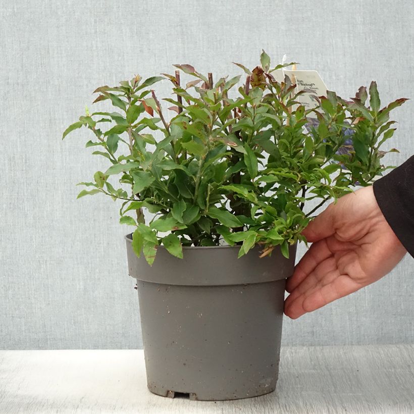 Uva-da-serra Goutte Bleue Maceta 1,5L/2L, Formación arbustiva Ejemplar entregado en la primavera