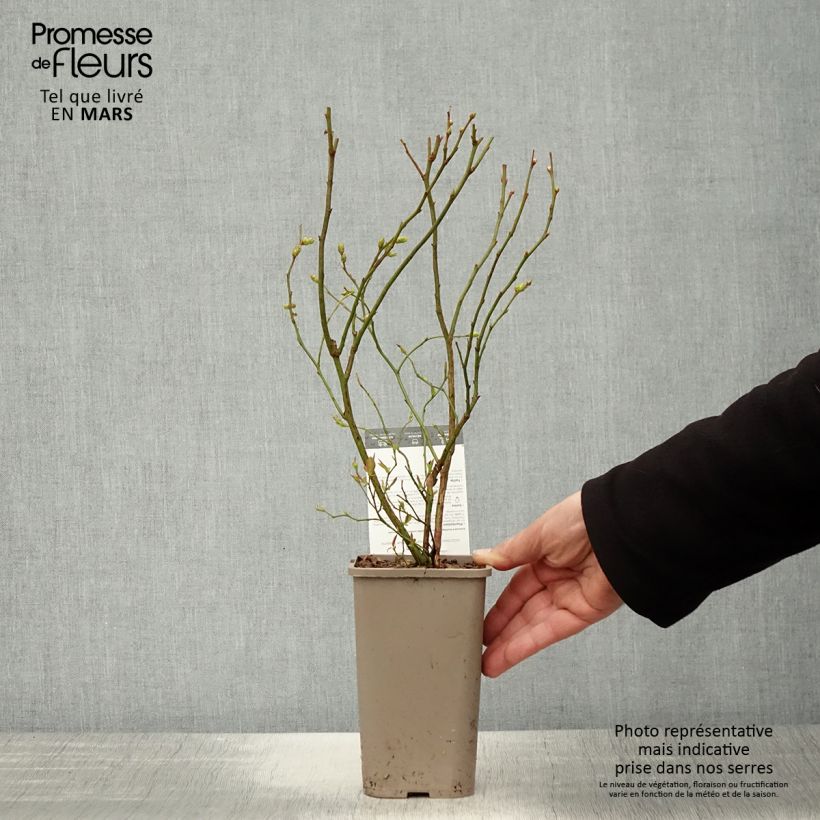 Arándano Hortblue Poppins Maceta 1,5L/2L, Formación arbustiva Ejemplar entregado en la primavera