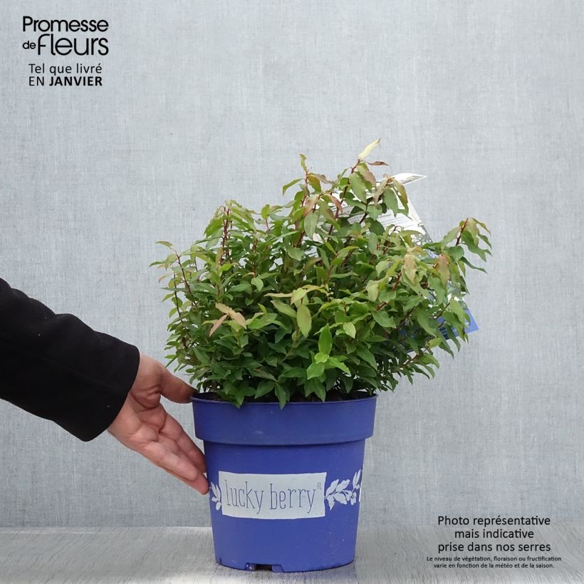 Arándano Lucky Berry Maceta 4L/5L, Formación arbustiva Ejemplar entregado en invierno