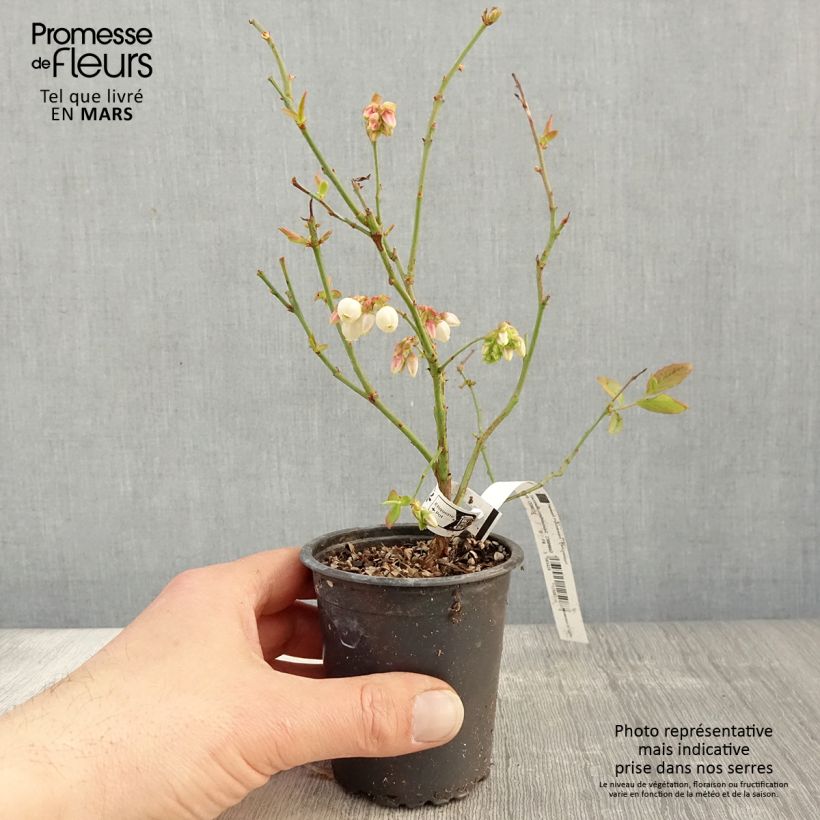 Arándano Patriot Maceta de 8/9 cm Ejemplar entregado en la primavera