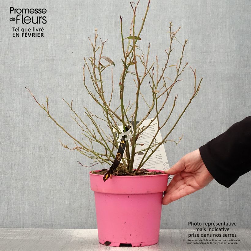 Arándano Pink Berry Maceta 2L/3L, Formación arbustiva Ejemplar entregado en invierno