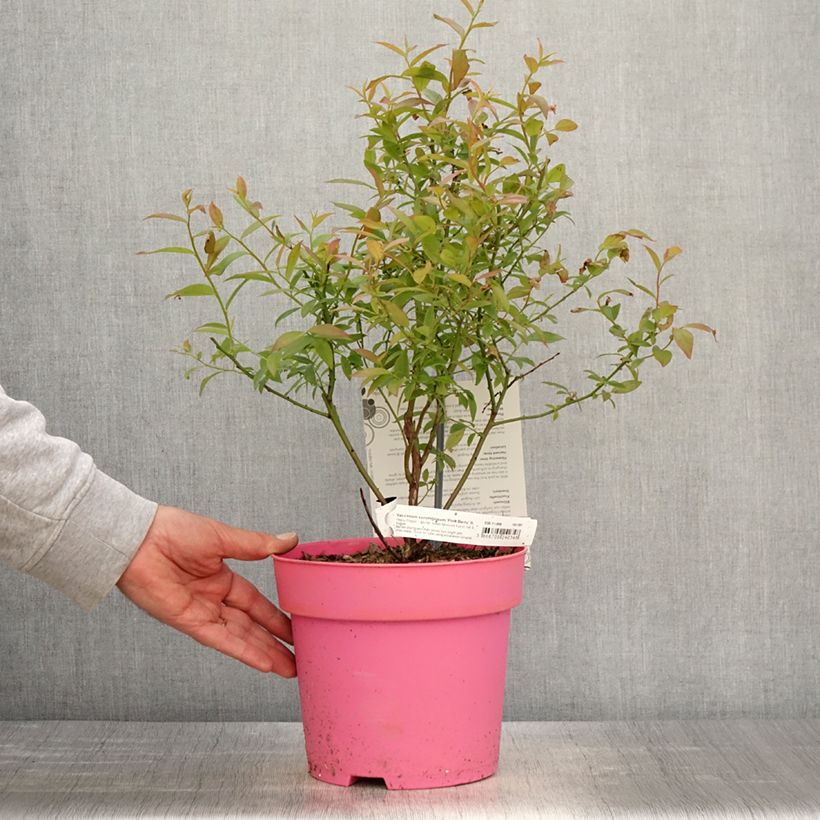 Arándano Pink Berry Maceta 2L/3L, Formación arbustiva Ejemplar entregado en la primavera