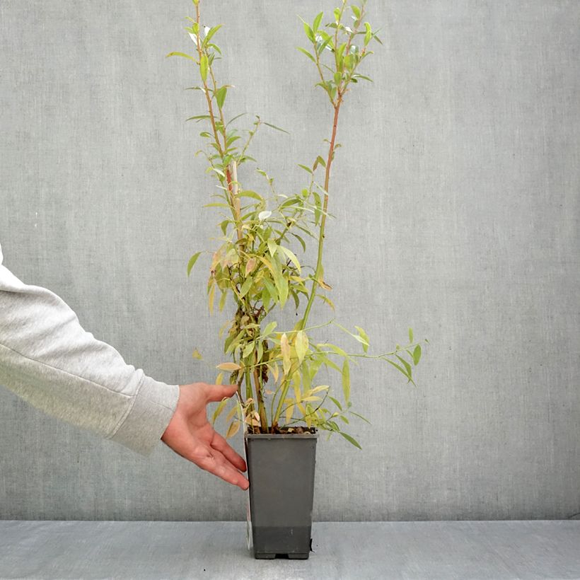 Ejemplar de Arándano Pink Berry Maceta 2L/3L, Formación arbustiva entregado en otoño