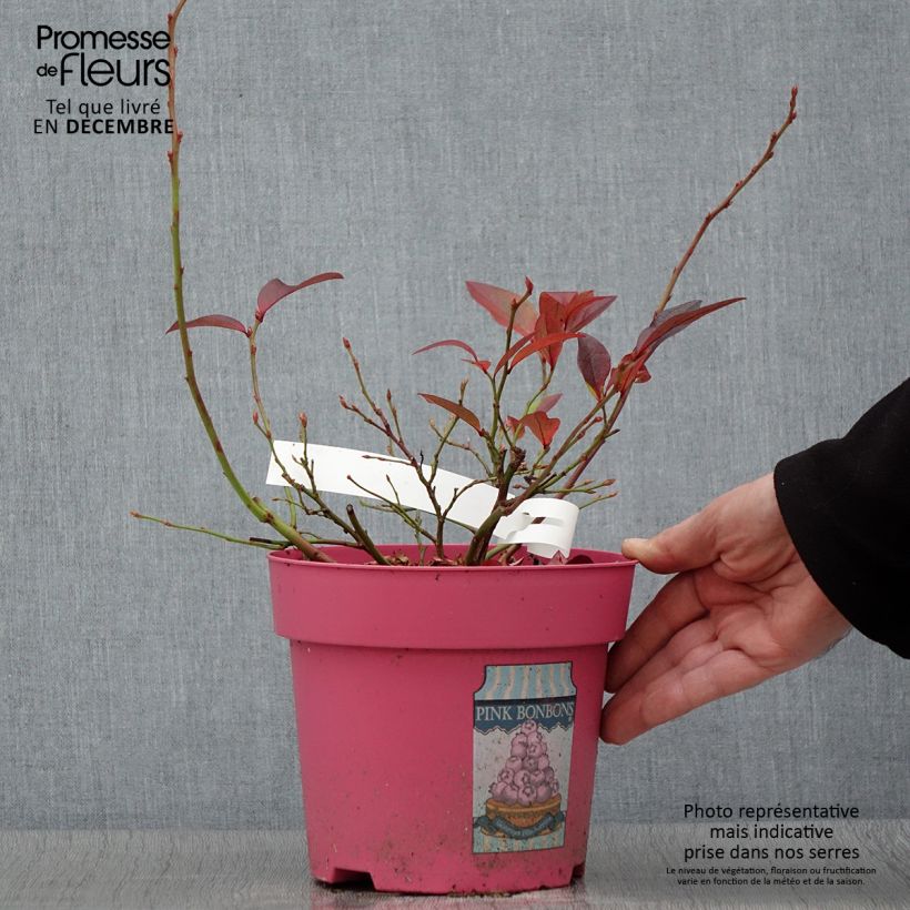 Ejemplar de Arándano Pink Bonbons Maceta 2L/3L entregado en otoño