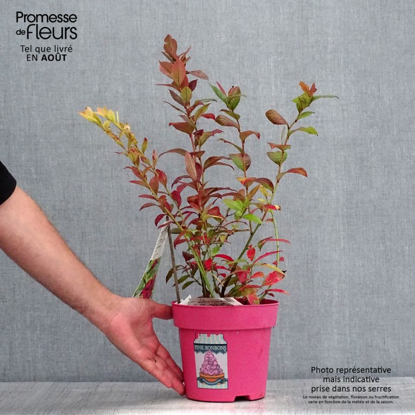 Ejemplar de Arándano Pink Bonbons Maceta 2L/3L entregado en verano