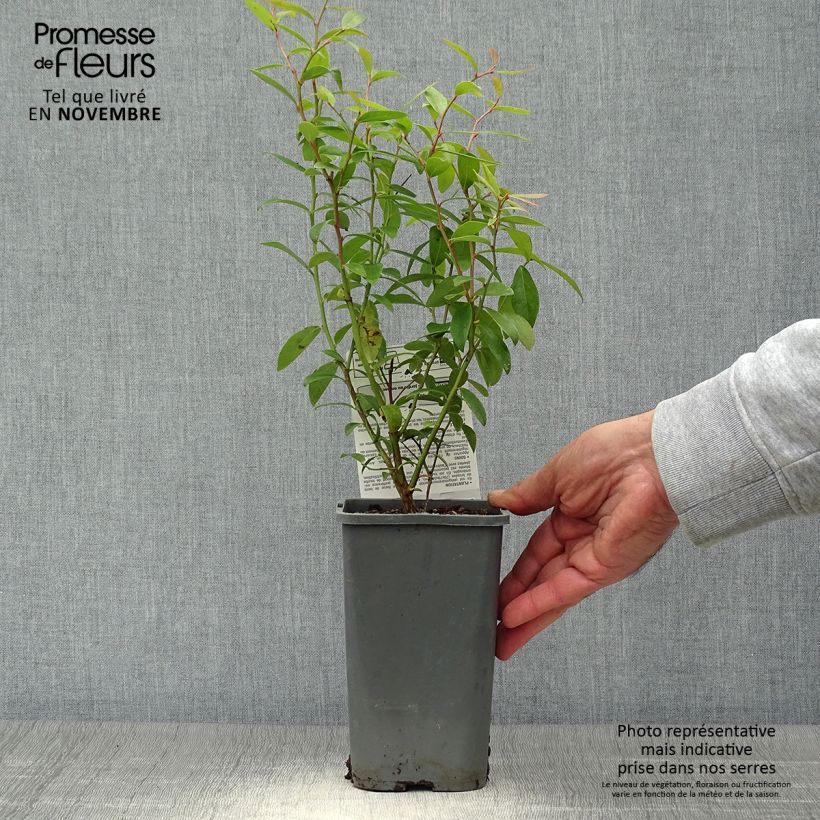 Ejemplar de Arándano Pink Lemonade Bio Maceta 1,5L/2L, Formación arbustiva entregado en otoño