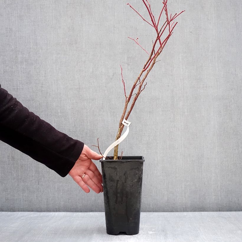 Arándano Sunshine Blue Maceta 2L/3L, Formación arbustiva Ejemplar entregado en invierno