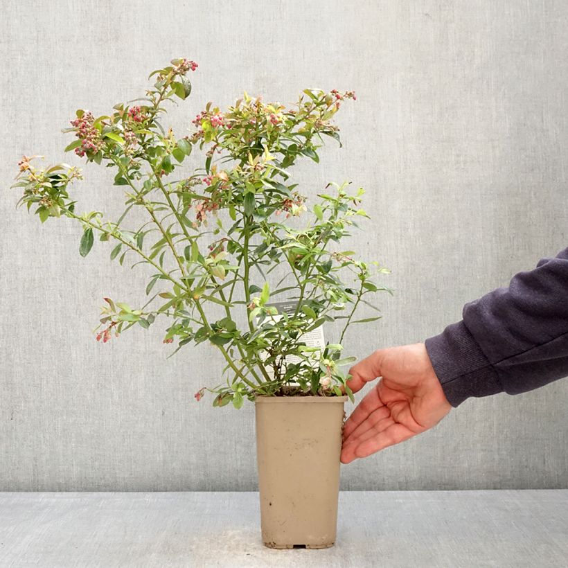 Arándano Sunshine Blue Maceta 2L/3L, Formación arbustiva Ejemplar entregado en la primavera