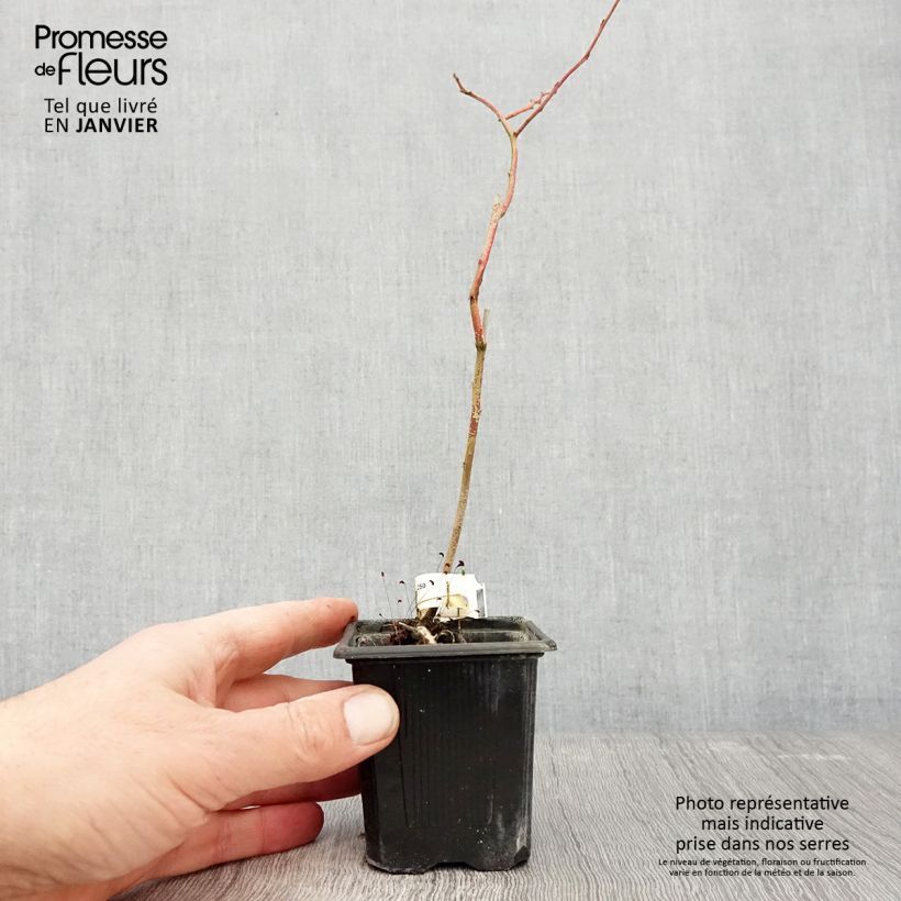 Arándano Yello!Berryblue Maceta de 8/9 cm, Formación arbustiva Ejemplar entregado en invierno