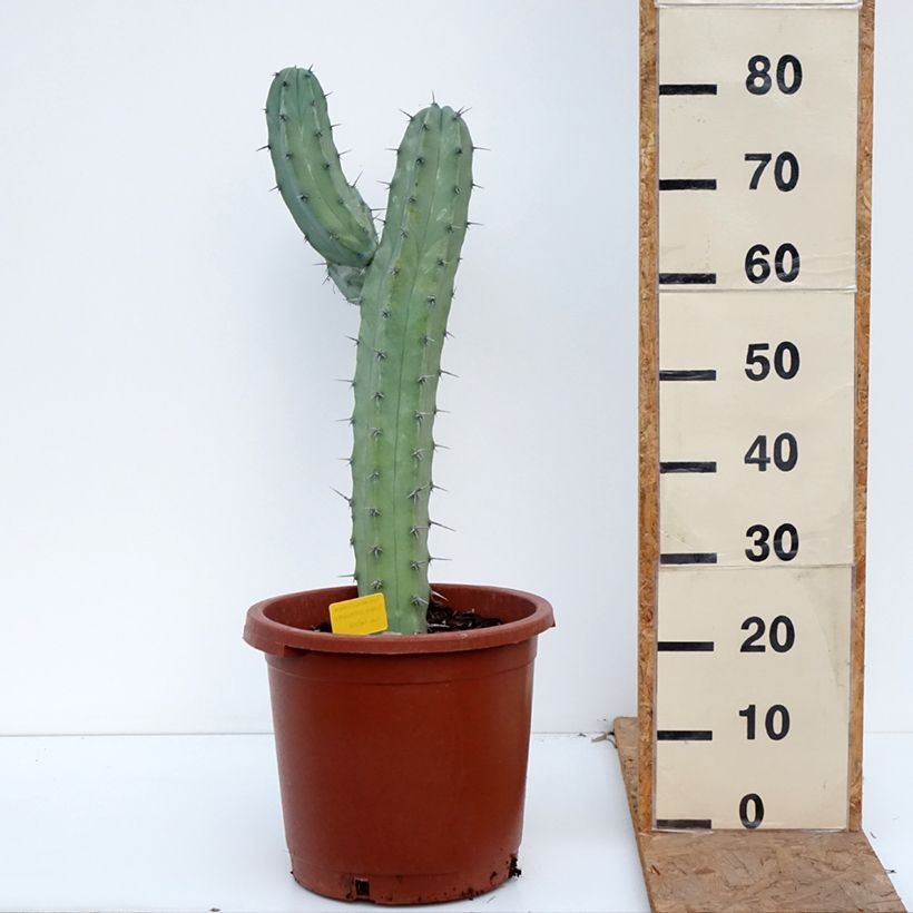 Ejemplar de Cactus - Myrtillocactus geometrizans Maceta 12L/15L entregado en otoño