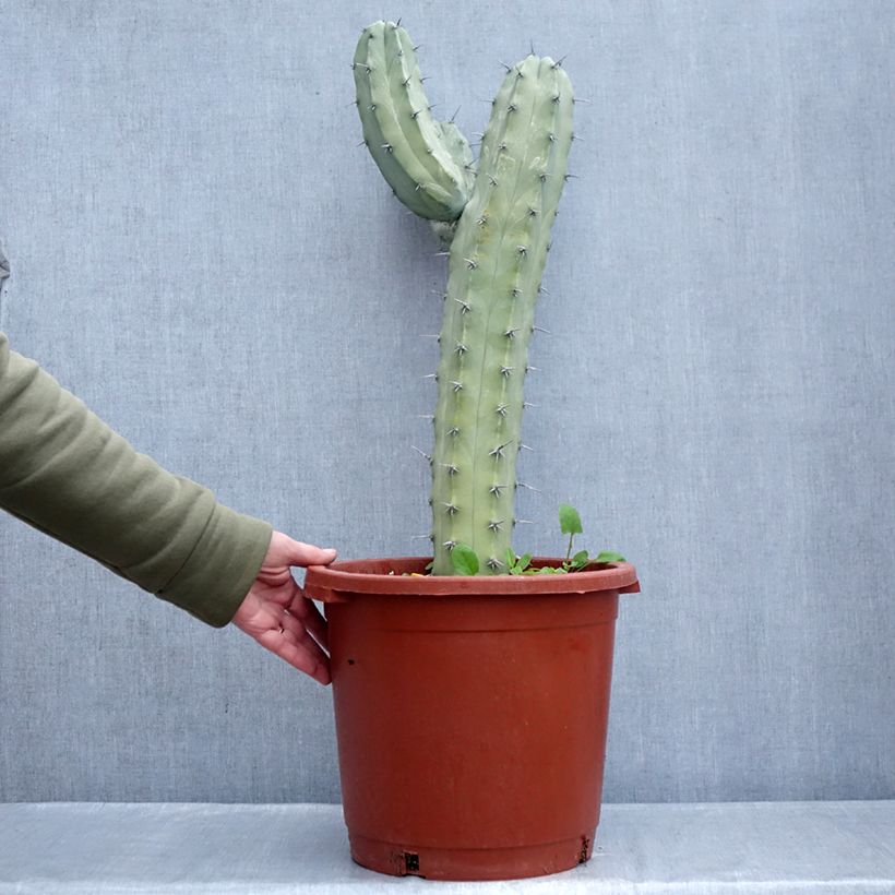 Cactus - Myrtillocactus geometrizans Maceta 12L/15L Ejemplar entregado en invierno