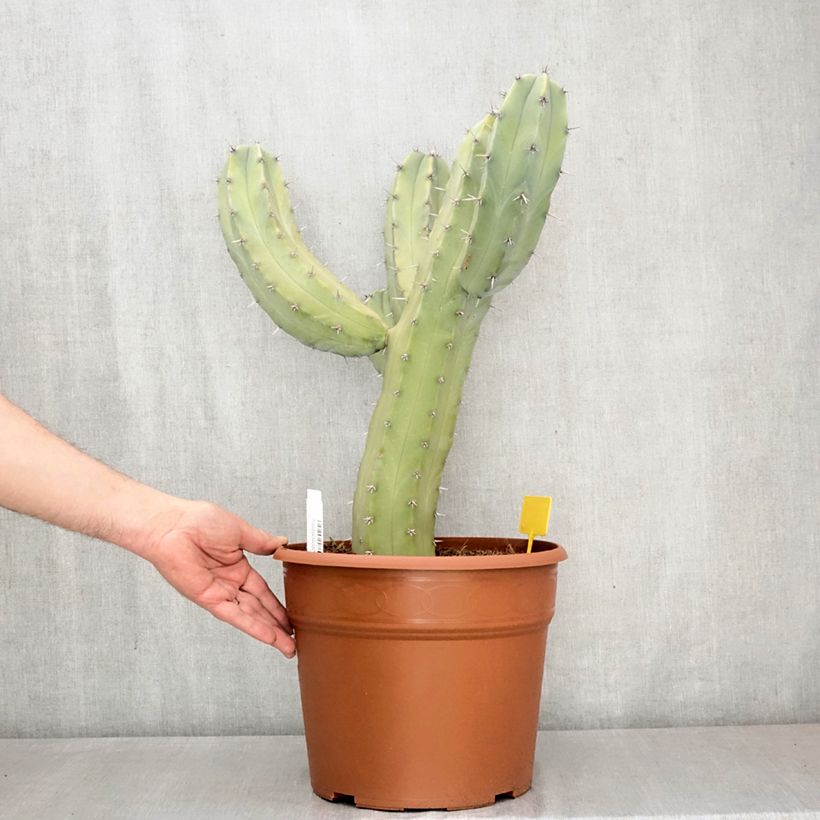 Cactus - Myrtillocactus geometrizans Maceta 12L/15L Ejemplar entregado en la primavera
