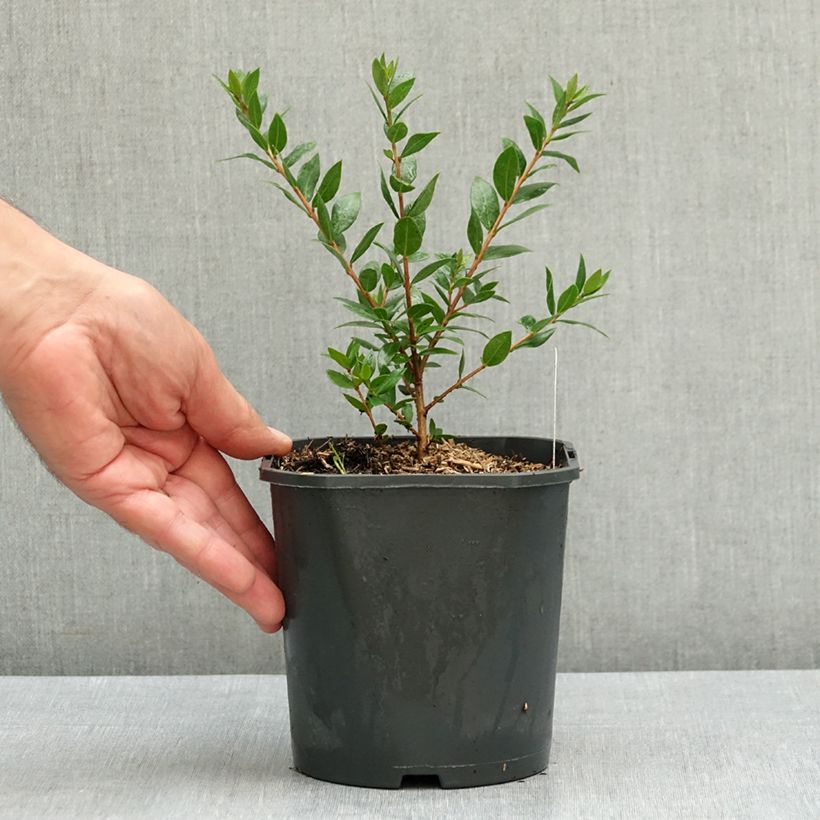 Ejemplar de Mirto común - Myrtus communis Maceta 2L/3L entregado en verano