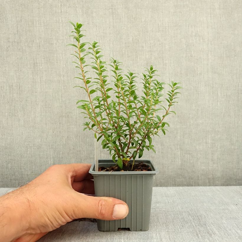 Ejemplar de Mirto de Tarento - Myrtus communis subsp.tarentina Maceta de 8/9 cm entregado en verano