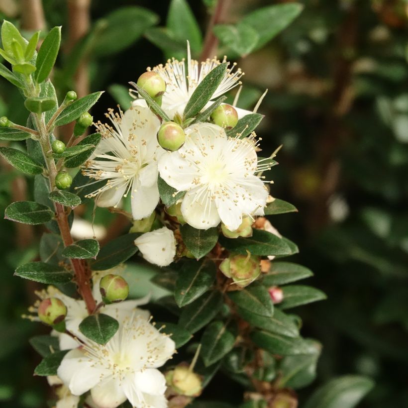 Mirto de Tarento - Myrtus communis subsp.tarentina (Floración)