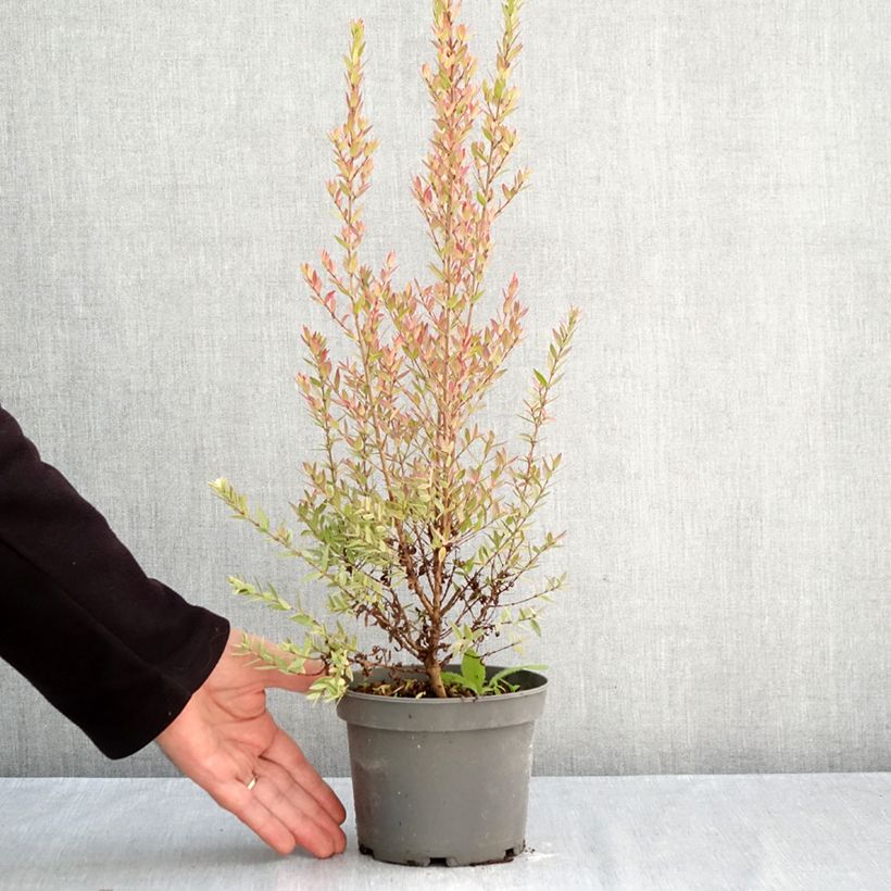 Ejemplar de Mirto común Variegata - Myrtus communis Maceta 1,5L/2L entregado en otoño