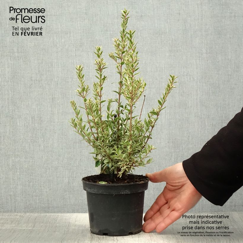 Mirto común Variegata - Myrtus communis Maceta 1,5L/2L Ejemplar entregado en invierno