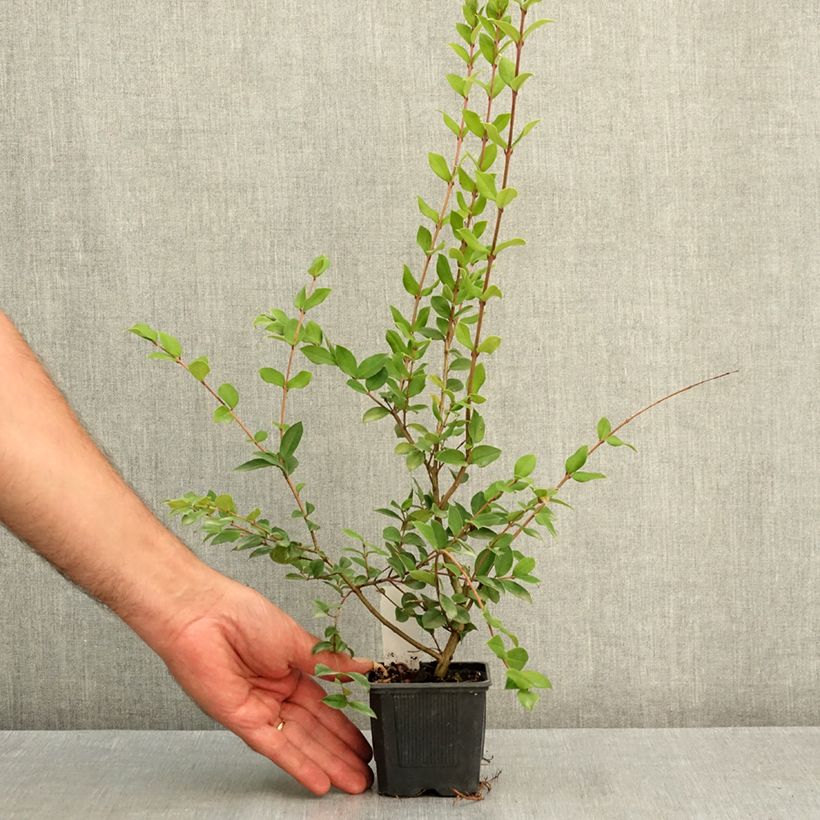 Ejemplar de Myrtus luma - Arrayán Maceta de 8/9 cm entregado en verano