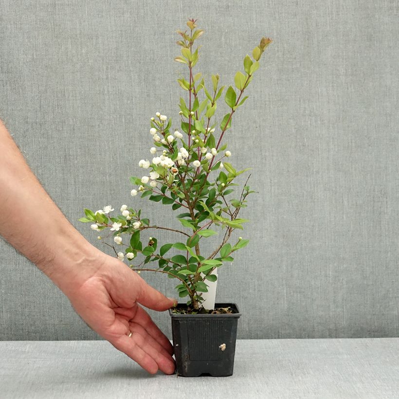 Myrtus luma - Arrayán Maceta de 8/9 cm Ejemplar entregado en la primavera