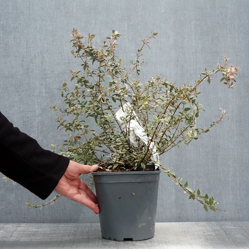 Myrtus ugni Flambeau - Murtilla Maceta 3L/4L Ejemplar entregado en la primavera