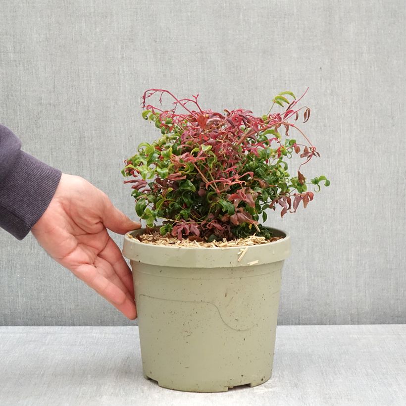 Nandina domestica Curly Obsessed - Bambú sagrado Maceta 3L/4L Ejemplar entregado en la primavera