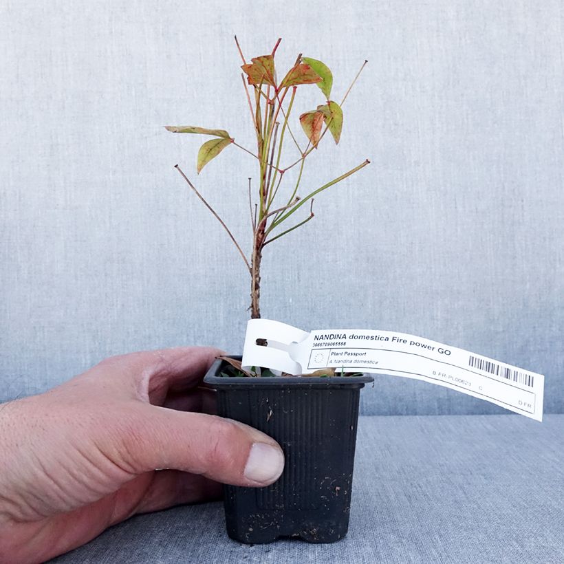 Nandina domestica Fire Power Maceta de 8/9 cm Ejemplar entregado en la primavera