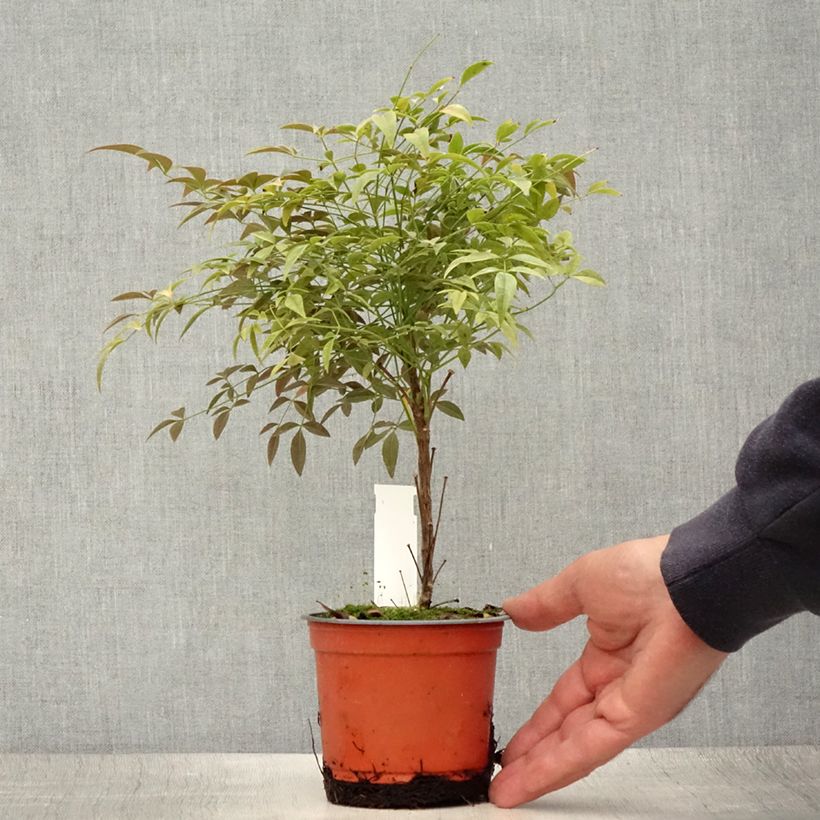 Ejemplar de Nandina domestica FLIRT Murasaki Maceta de 12 cm / 13 cm entregado en verano