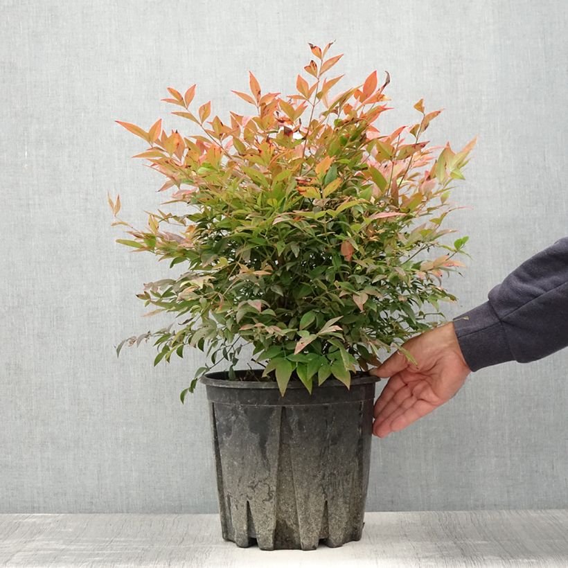 Ejemplar de Nandina domestica Gulf Stream Maceta 7,5L/10L entregado en verano