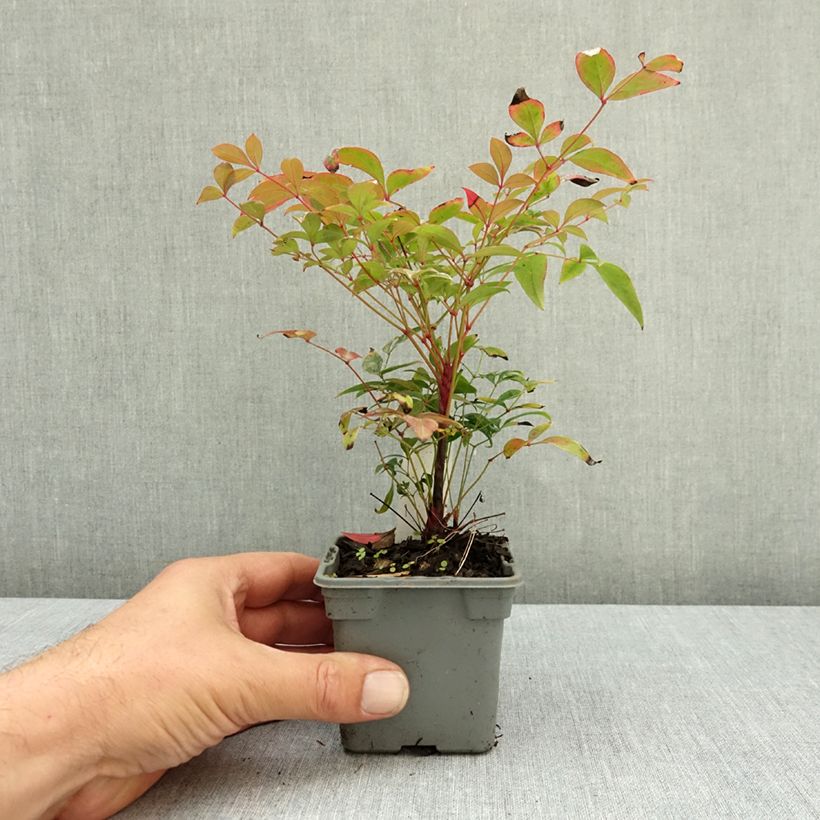 Ejemplar de Nandina domestica Gulf Stream Maceta de 8/9 cm entregado en verano