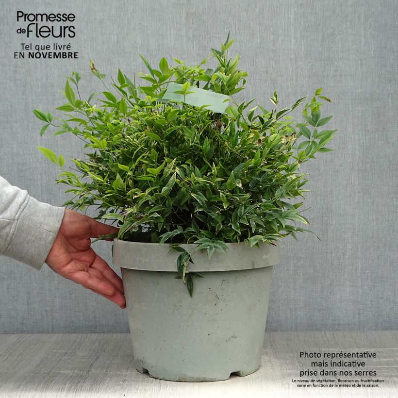 Ejemplar de Nandina domestica Lemon and Lime Maceta 7,5L/10L entregado en otoño