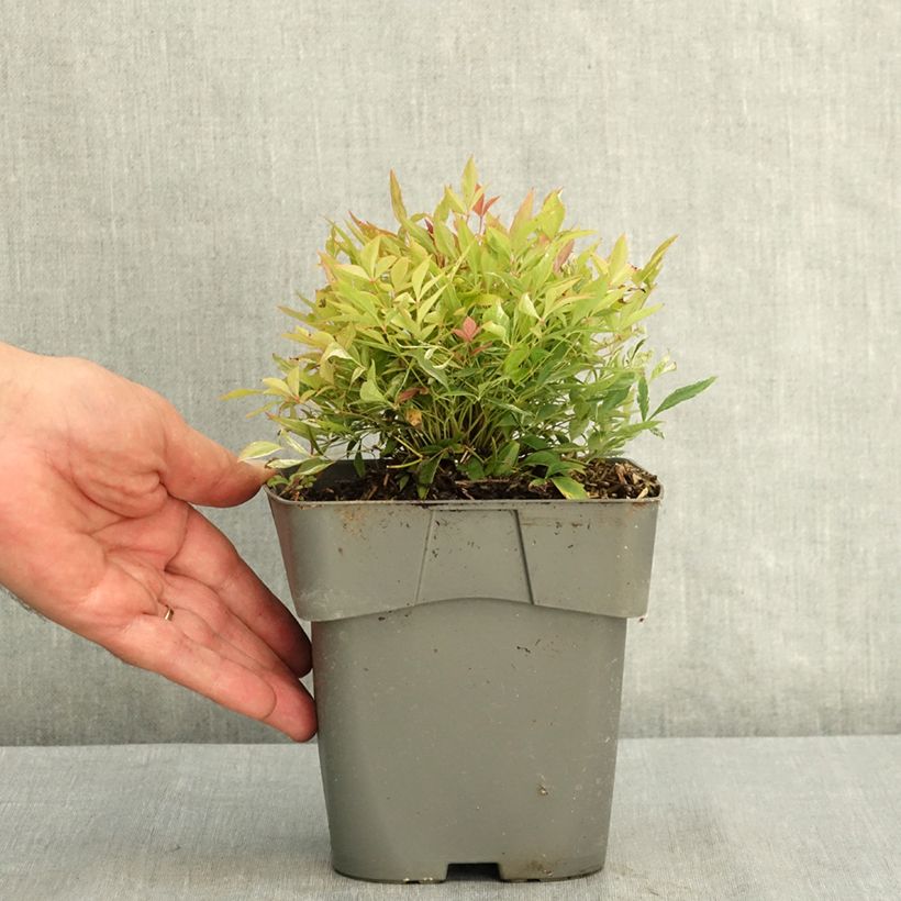 Ejemplar de Nandina domestica Red Light Maceta 2L/3L entregado en verano