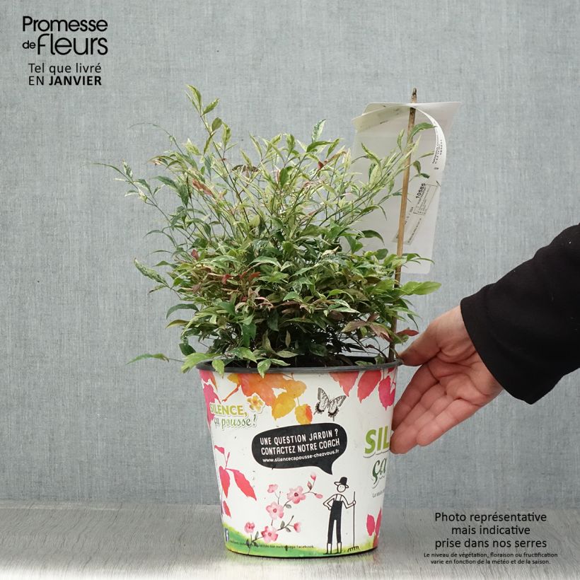 Nandina domestica Red Light Maceta 3L/4L Ejemplar entregado en invierno