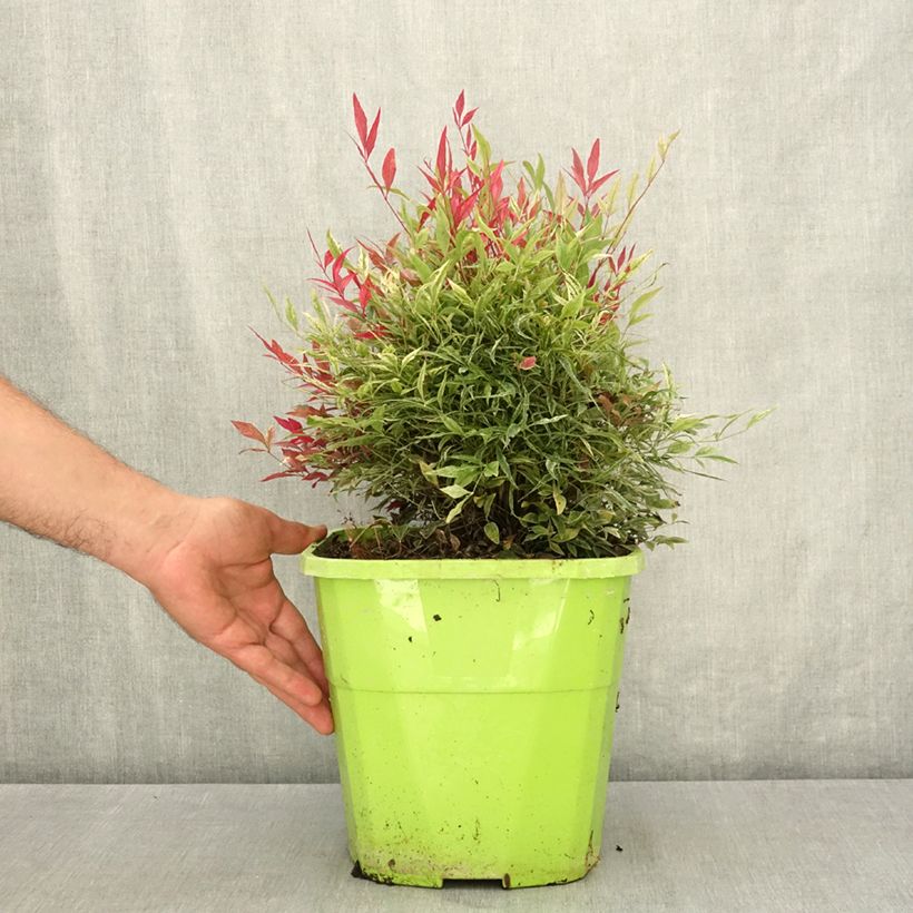 Ejemplar de Nandina domestica Red Light Maceta 7,5L/10L entregado en verano