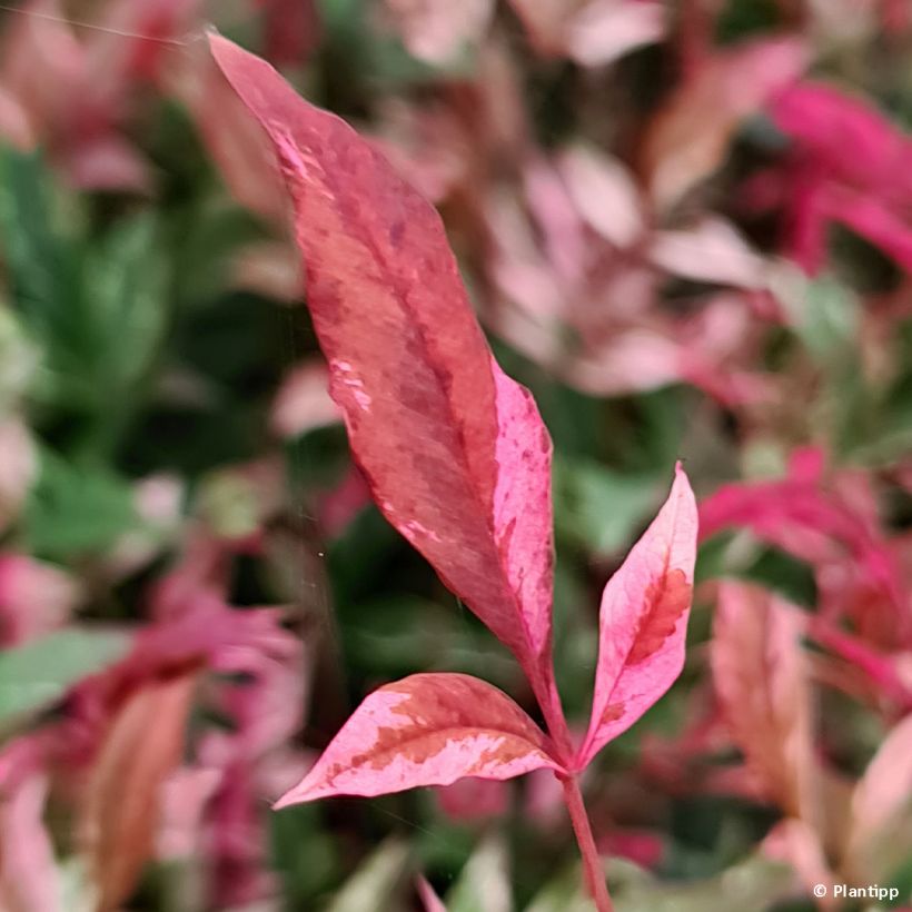 Nandina domestica Red Light (Follaje)
