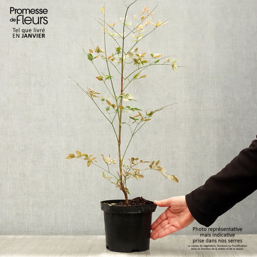 Nandina domestica Richmond Maceta 2L/3L Ejemplar entregado en invierno